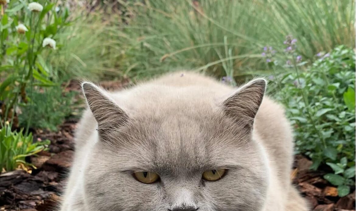Louie