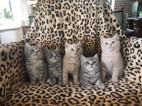 Dotje-kittens