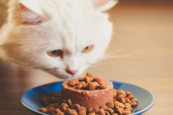 voeding-katten